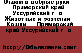 Отдам в добрые руки  - Приморский край, Уссурийский г. о.  Животные и растения » Кошки   . Приморский край,Уссурийский г. о. 